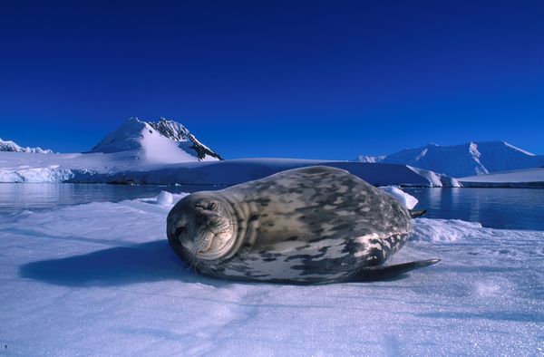 Znalezione obrazy dla zapytania antarktyda zdjecia